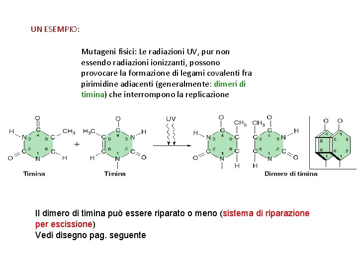 UN ESEMPIO: Mutageni fisici: Le radiazioni UV, pur non essendo radiazionizzanti, possono provocare la
