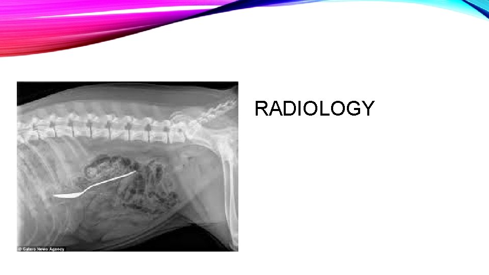 RADIOLOGY RADIOLOGY