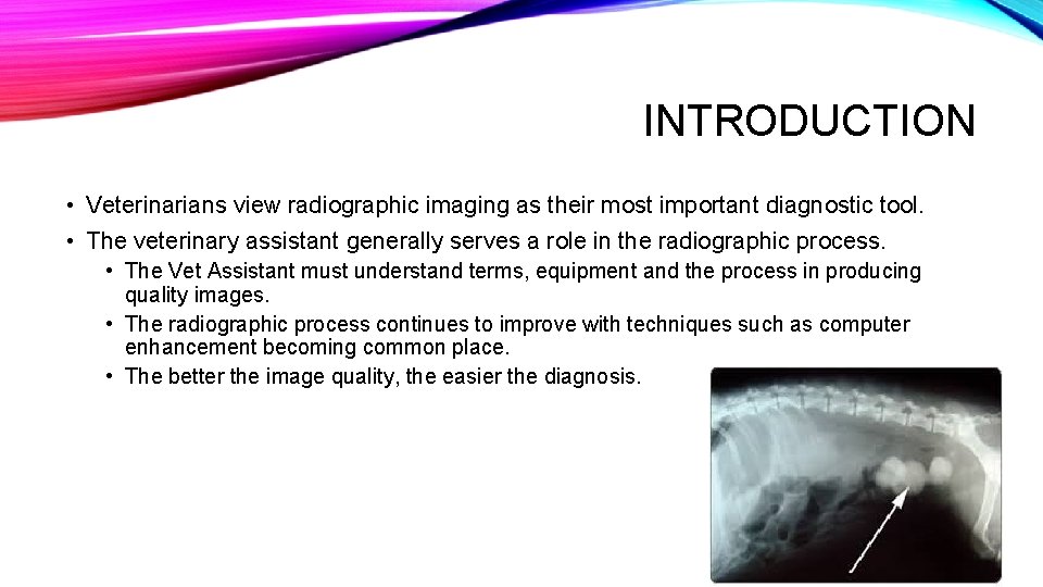 INTRODUCTION • Veterinarians view radiographic imaging as their most important diagnostic tool. • The INTRODUCTION • Veterinarians view radiographic imaging as their most important diagnostic tool. • The