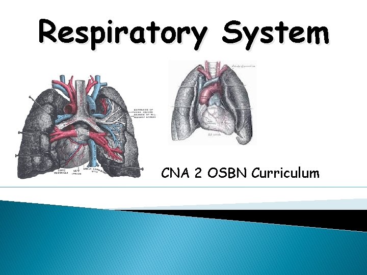 Respiratory System CNA 2 OSBN Curriculum 
