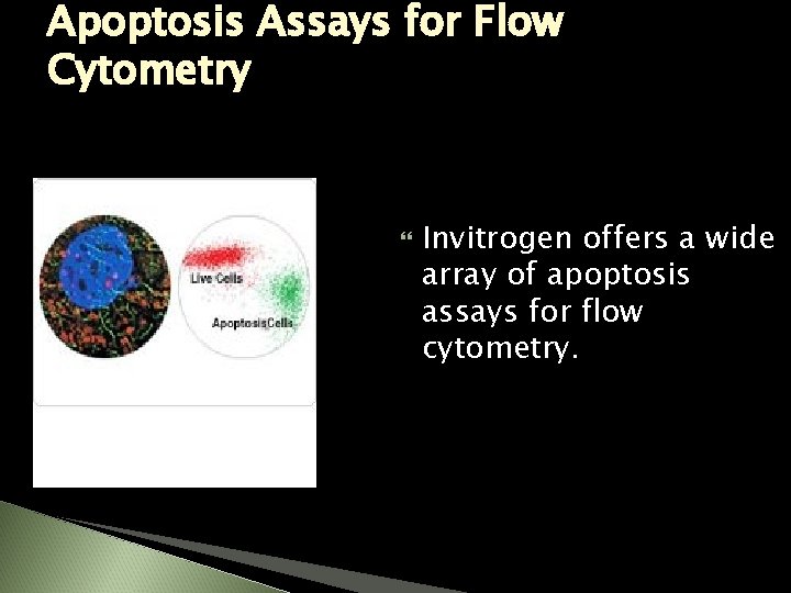 Apoptosis Assays for Flow Cytometry Invitrogen offers a wide array of apoptosis assays for