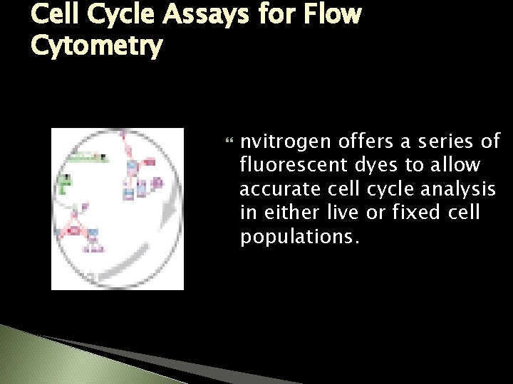 Cell Cycle Assays for Flow Cytometry nvitrogen offers a series of fluorescent dyes to