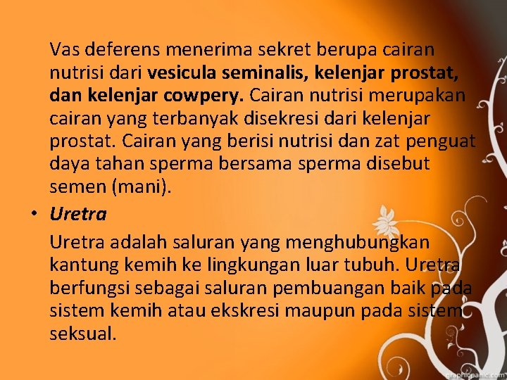 Vas deferens menerima sekret berupa cairan nutrisi dari vesicula seminalis, kelenjar prostat, dan kelenjar