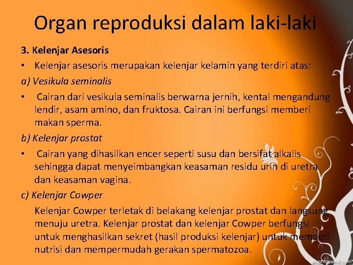 Organ reproduksi dalam laki-laki 3. Kelenjar Asesoris • Kelenjar asesoris merupakan kelenjar kelamin yang