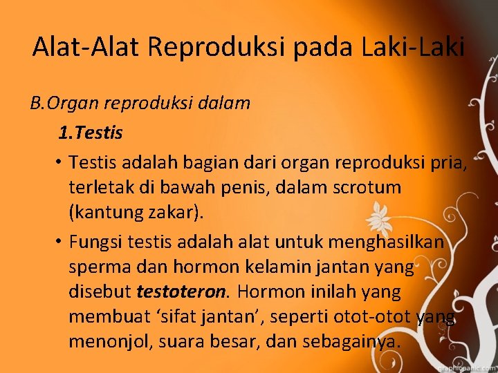Alat-Alat Reproduksi pada Laki-Laki B. Organ reproduksi dalam 1. Testis • Testis adalah bagian