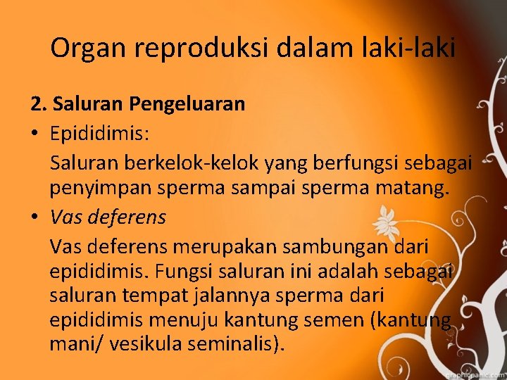 Organ reproduksi dalam laki-laki 2. Saluran Pengeluaran • Epididimis: Saluran berkelok-kelok yang berfungsi sebagai