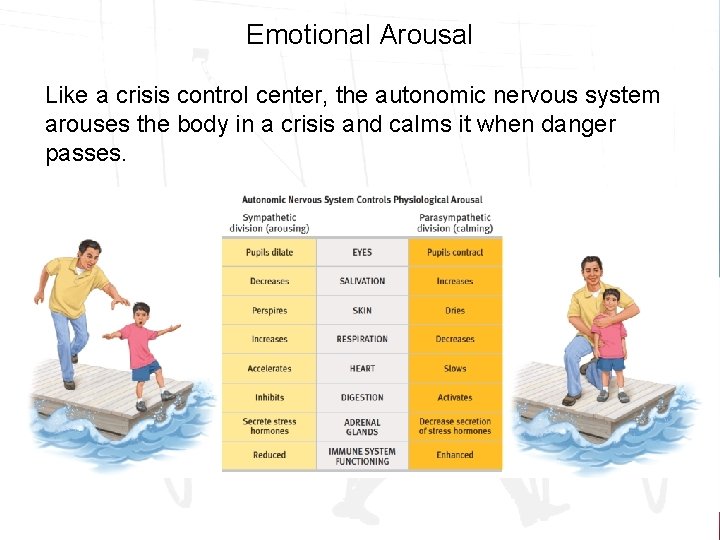 Emotional Arousal Like a crisis control center, the autonomic nervous system arouses the body