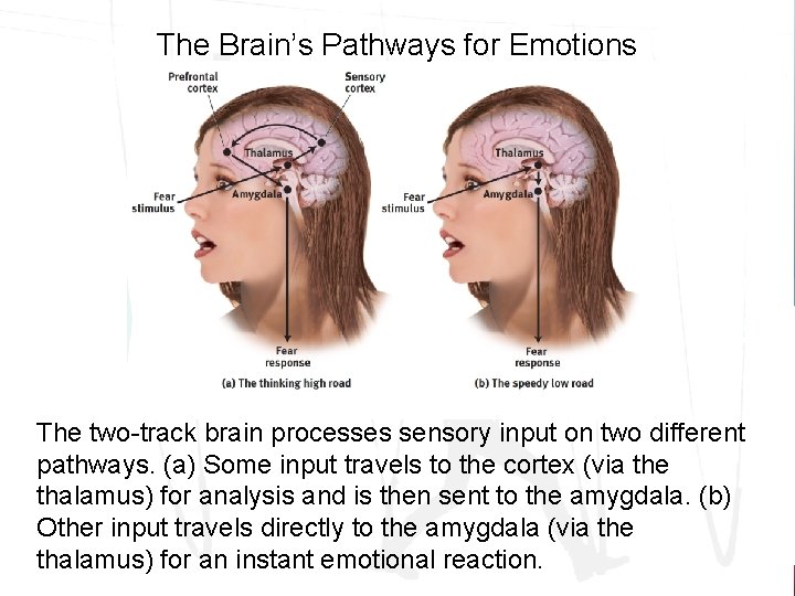 The Brain’s Pathways for Emotions The two-track brain processes sensory input on two different