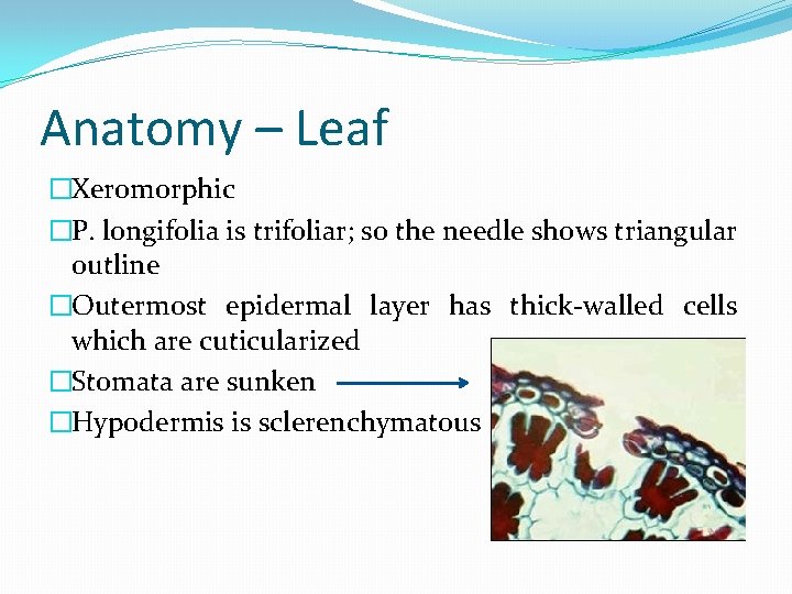 Anatomy – Leaf �Xeromorphic �P. longifolia is trifoliar; so the needle shows triangular outline