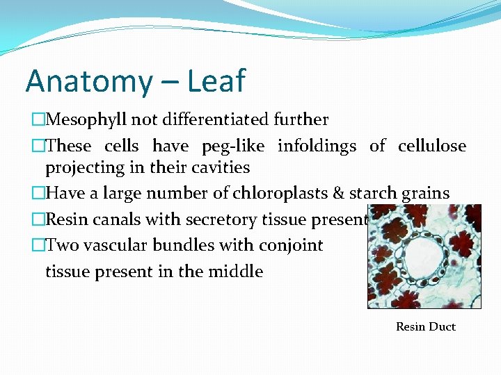 Anatomy – Leaf �Mesophyll not differentiated further �These cells have peg-like infoldings of cellulose