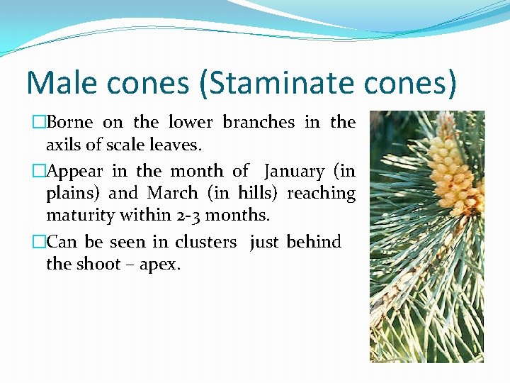 Male cones (Staminate cones) �Borne on the lower branches in the axils of scale