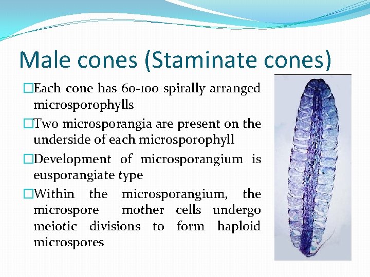 Male cones (Staminate cones) �Each cone has 60 -100 spirally arranged microsporophylls �Two microsporangia