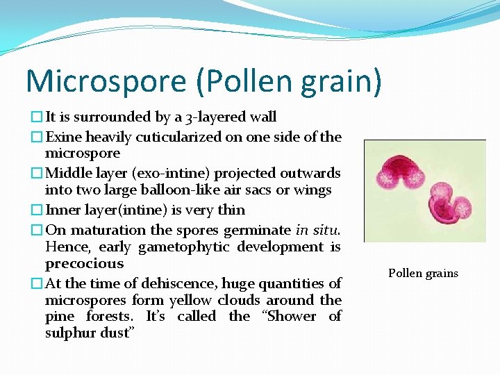 Microspore (Pollen grain) �It is surrounded by a 3 -layered wall �Exine heavily cuticularized