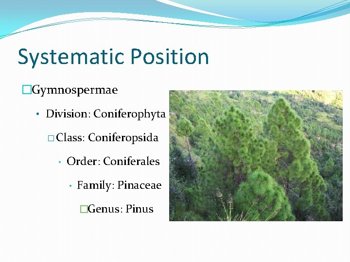 Systematic Position �Gymnospermae • Division: Coniferophyta � Class: • Coniferopsida Order: Coniferales • Family: