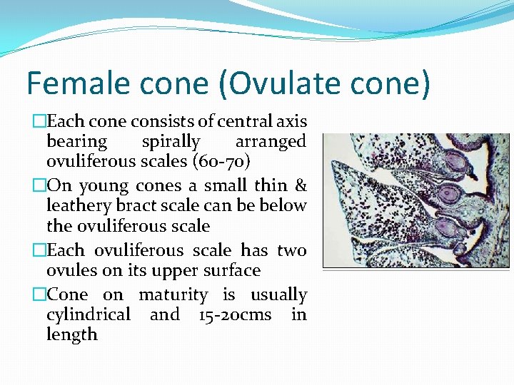 Female cone (Ovulate cone) �Each cone consists of central axis bearing spirally arranged ovuliferous