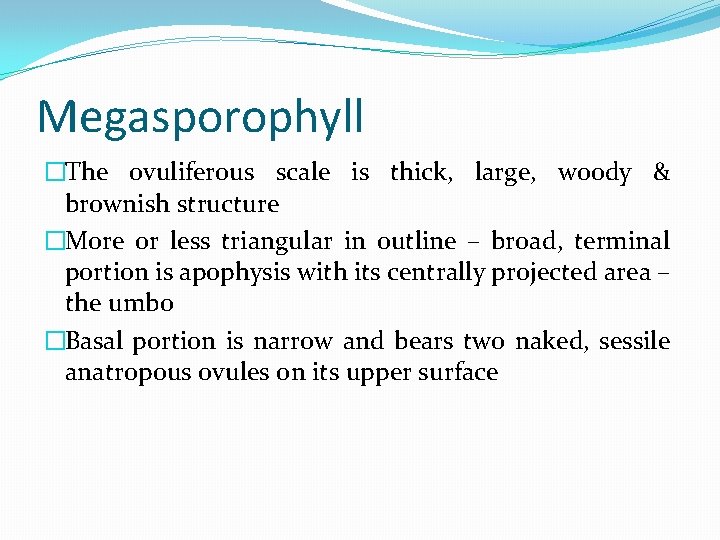 Megasporophyll �The ovuliferous scale is thick, large, woody & brownish structure �More or less