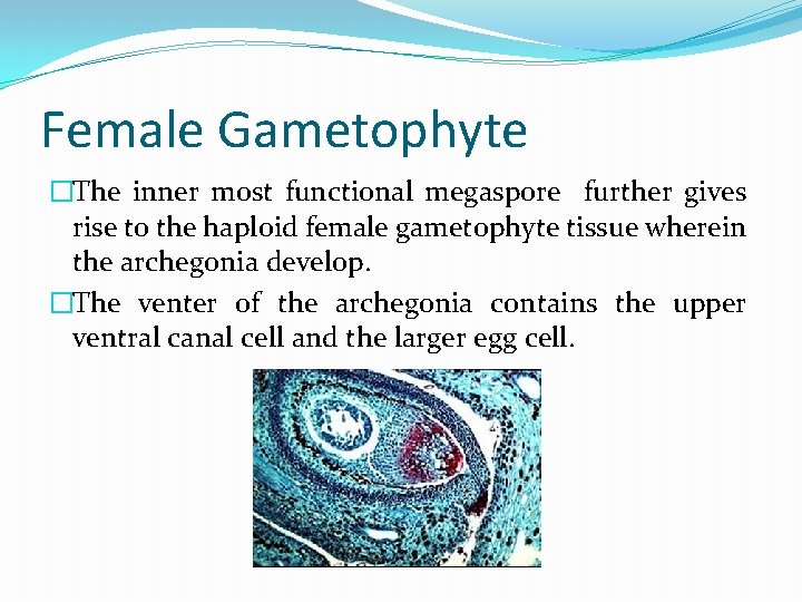 Female Gametophyte �The inner most functional megaspore further gives rise to the haploid female