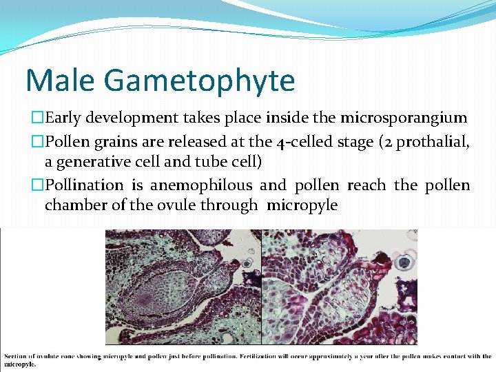 Male Gametophyte �Early development takes place inside the microsporangium �Pollen grains are released at