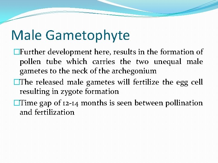 Male Gametophyte �Further development here, results in the formation of pollen tube which carries