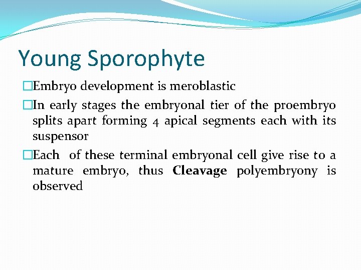 Young Sporophyte �Embryo development is meroblastic �In early stages the embryonal tier of the