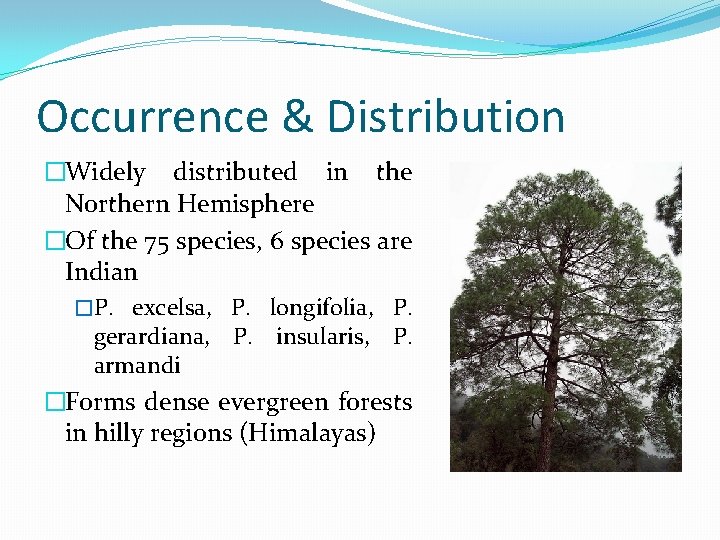 Occurrence & Distribution �Widely distributed in the Northern Hemisphere �Of the 75 species, 6