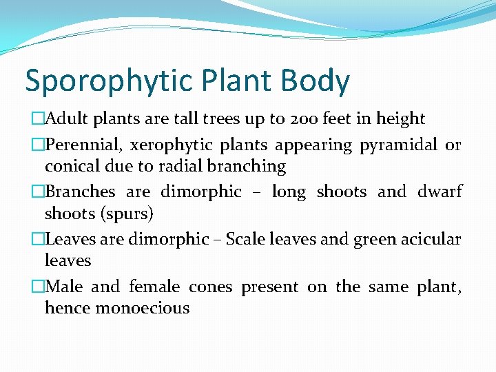 Sporophytic Plant Body �Adult plants are tall trees up to 200 feet in height