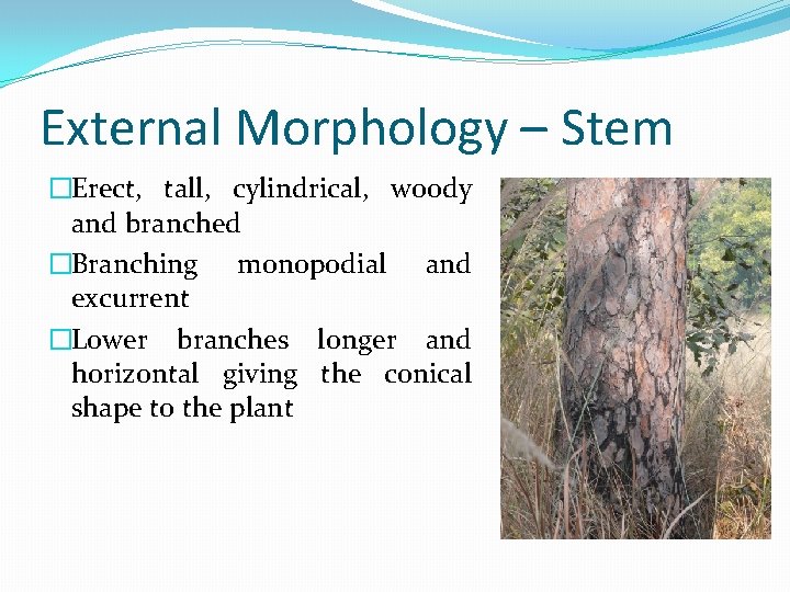 External Morphology – Stem �Erect, tall, cylindrical, woody and branched �Branching monopodial and excurrent