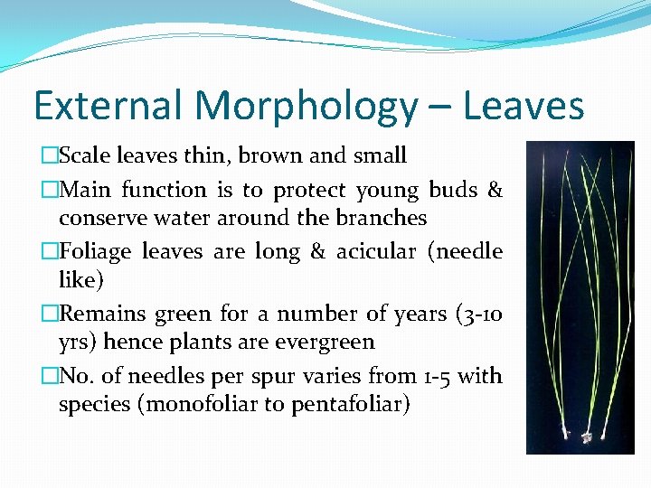 External Morphology – Leaves �Scale leaves thin, brown and small �Main function is to