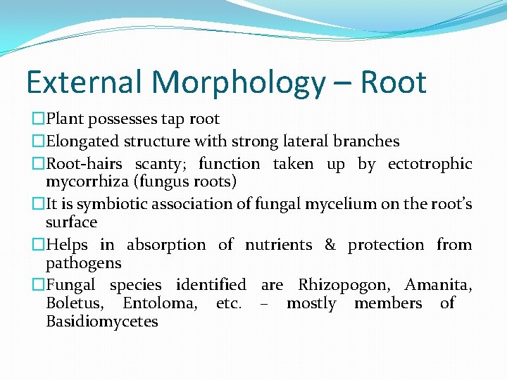 External Morphology – Root �Plant possesses tap root �Elongated structure with strong lateral branches