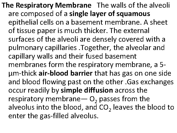 The Respiratory Membrane The walls of the alveoli are composed of a single layer