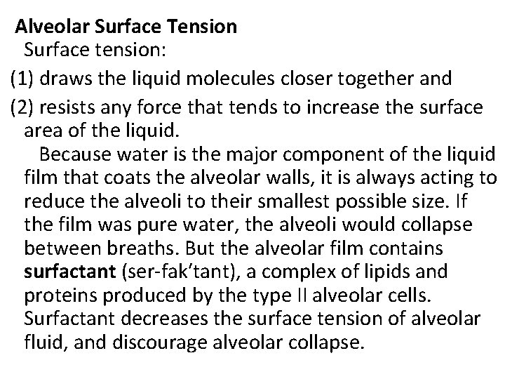  Alveolar Surface Tension Surface tension: (1) draws the liquid molecules closer together and