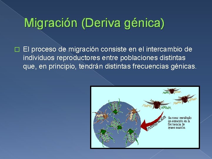 Migración (Deriva génica) � El proceso de migración consiste en el intercambio de individuos