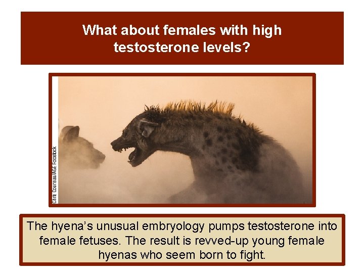 What about females with high testosterone levels? The hyena’s unusual embryology pumps testosterone into What about females with high testosterone levels? The hyena’s unusual embryology pumps testosterone into