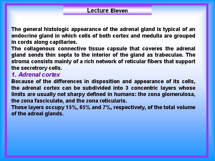 Lecture Eleven The general histologic appearance of the adrenal gland is typical of an