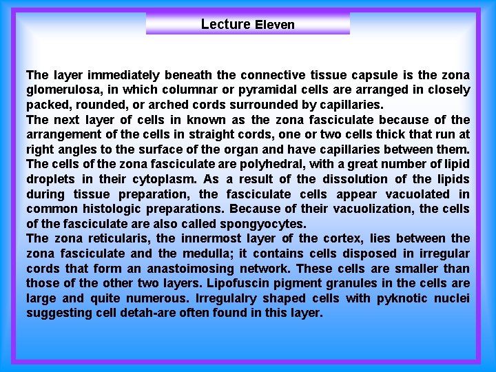 Lecture Eleven The layer immediately beneath the connective tissue capsule is the zona glomerulosa,