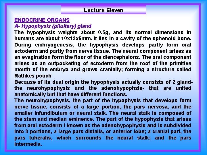Lecture Eleven ENDOCRINE ORGANS A- Hypophysis (pituitary) gland The hypophysis weights about 0. 5