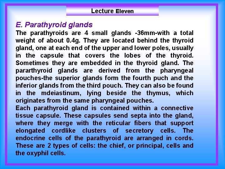 Lecture Eleven E. Parathyroid glands The parathyroids are 4 small glands -36 mm-with a