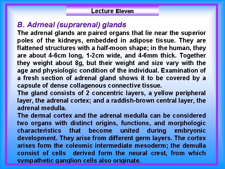 Lecture Eleven B. Adrneal (suprarenal) glands The adrenal glands are paired organs that lie