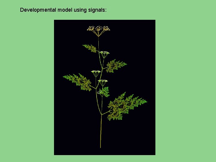 Developmental model using signals: 