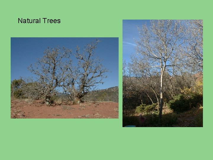 Natural Trees 