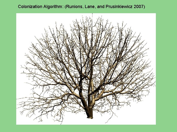 Colonization Algorithm: (Runions, Lane, and Prusinkiewicz 2007) 