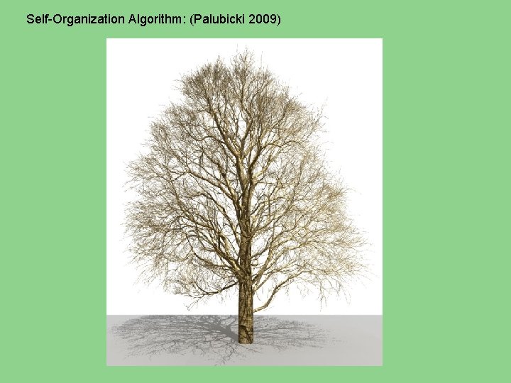 Self-Organization Algorithm: (Palubicki 2009) 