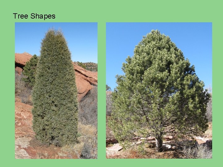 Tree Shapes 