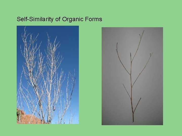 Self-Similarity of Organic Forms 