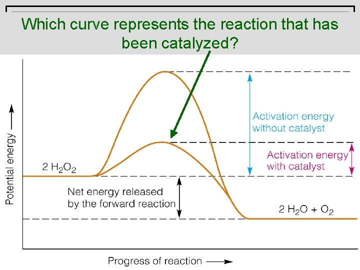 A catalyst Which curve represents the reaction that has beenactivation catalyzed? energy. lowers the