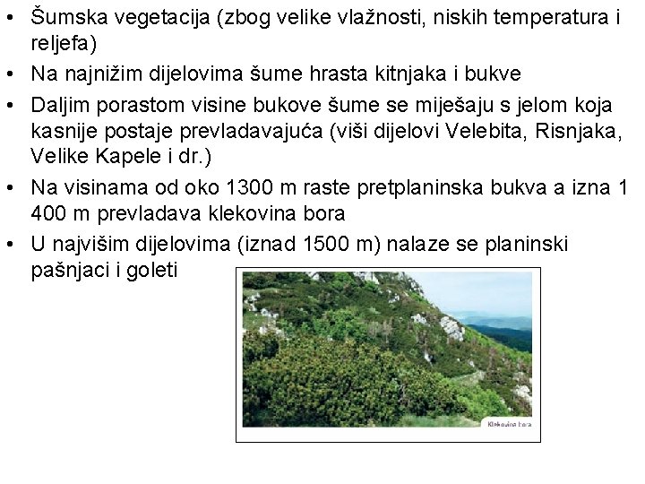  • Šumska vegetacija (zbog velike vlažnosti, niskih temperatura i reljefa) • Na najnižim