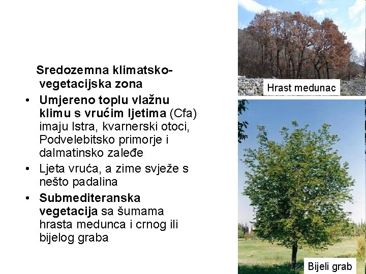 Sredozemna klimatskovegetacijska zona • Umjereno toplu vlažnu klimu s vrućim ljetima (Cfa) imaju Istra,