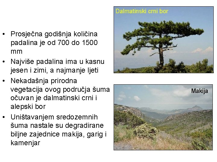 Dalmatinski crni bor • Prosječna godišnja količina padalina je od 700 do 1500 mm