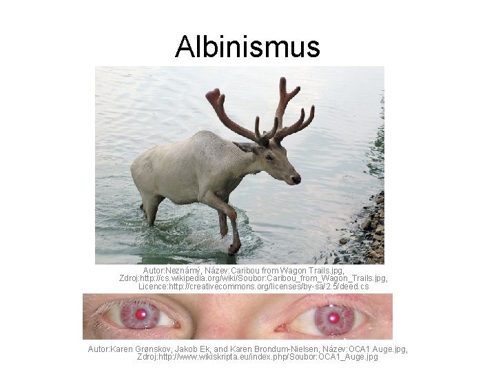 Albinismus Autor: Neznámý, Název: Caribou from Wagon Trails. jpg, Zdroj: http: //cs. wikipedia. org/wiki/Soubor: