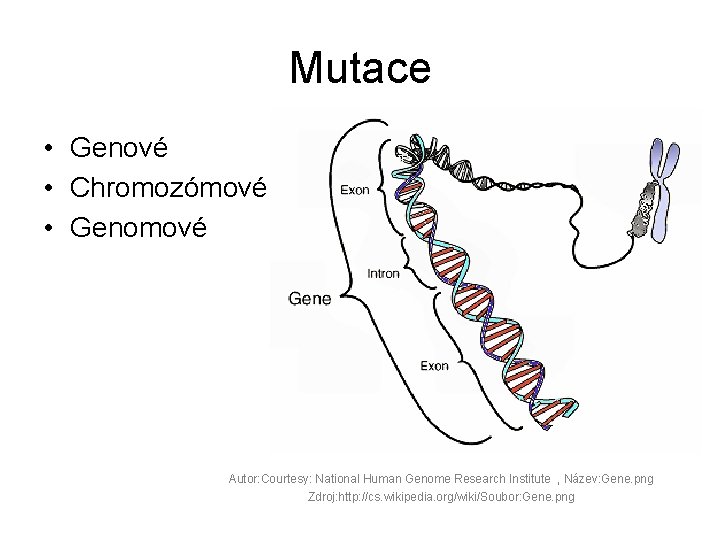 Mutace • Genové • Chromozómové • Genomové Autor: Courtesy: National Human Genome Research Institute